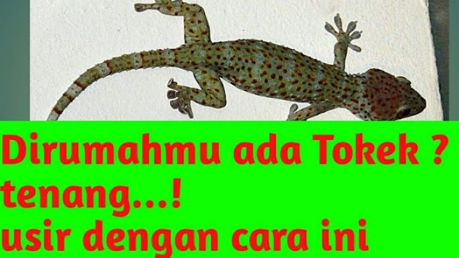 Cara Menangkap Tokek