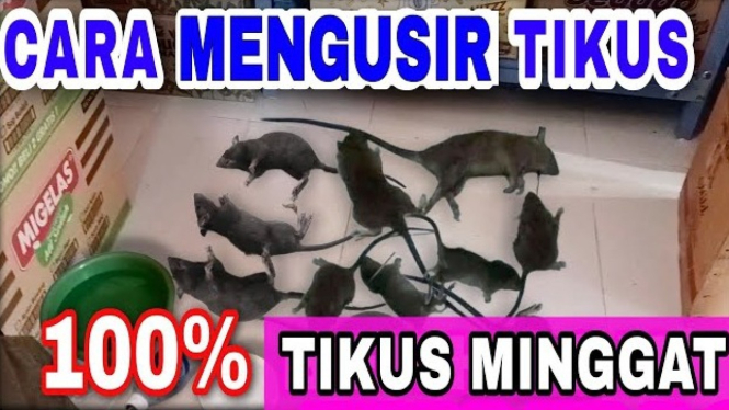 Cara Mengusir Tikus