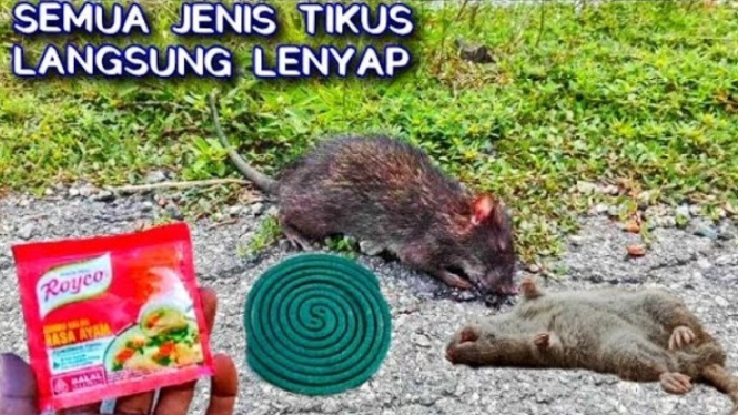 Cara membuat tikus lenyap