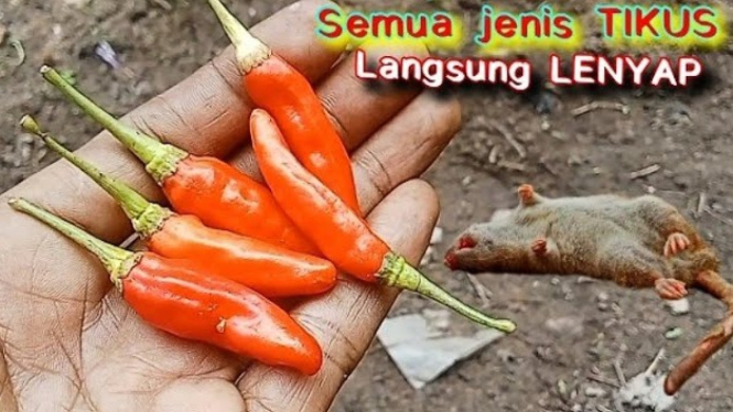 Cara membuat tikus lenyap
