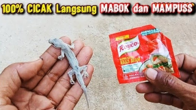 Cara Ampuh Mengusir Cicak di Rumah