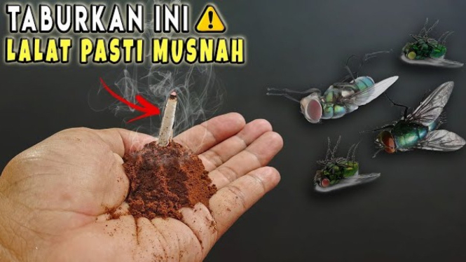 Cara Mengusir Lalat