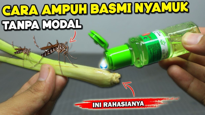 Cara Alami Basmi Nyamuk dengan Sereh dan Minyak Kayu Putih,