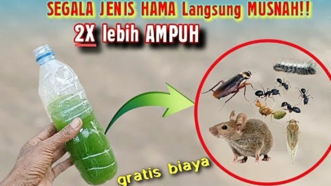 Ramuan Ampuh Basmi Hama