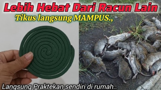 Cara Membasmi Tikut