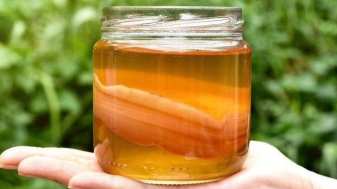 Kombucha