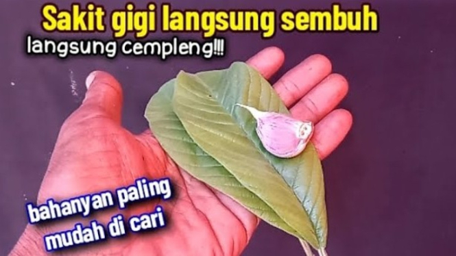Mengobati Sakit Gigi Berlubang dengan Daun Jambu Biji dan Bawang Putih
