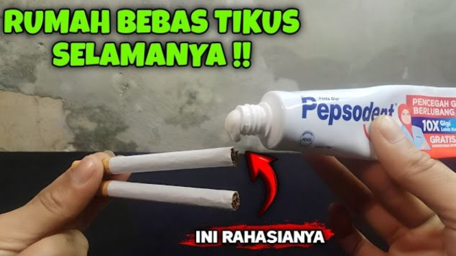 Cara Mengusir Tikus dengan Ramuan 3 Bahan Dapur yang Ampuh dan Alami