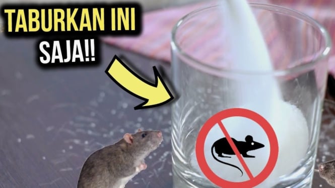 Tips Mengusir Tikus