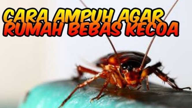 Cara Alami Membasmi Kecoa