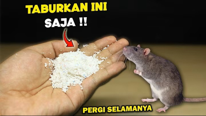 tikus