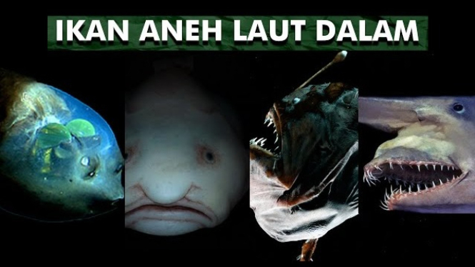 Ikan Unik