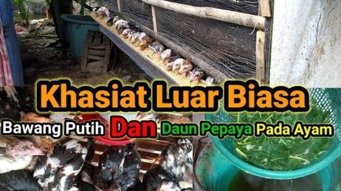 Manfaat Daun Pepaya dan Bawang Putih untuk Ayam