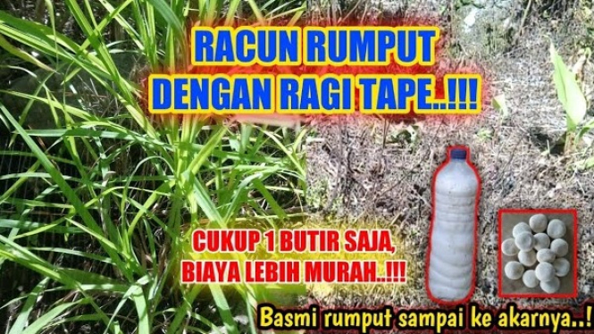 Cara Ampuh Membasmi Rumput Liar