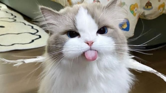 Fakta Unik Tentang Kucing