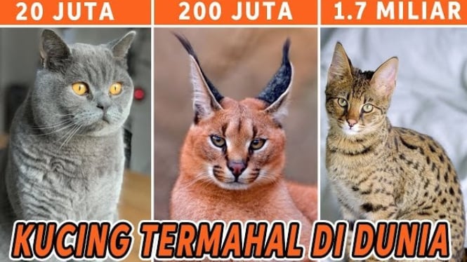 Daftar Kucing Termahal di Dunia