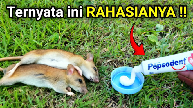 Cara Membunuh Tikus