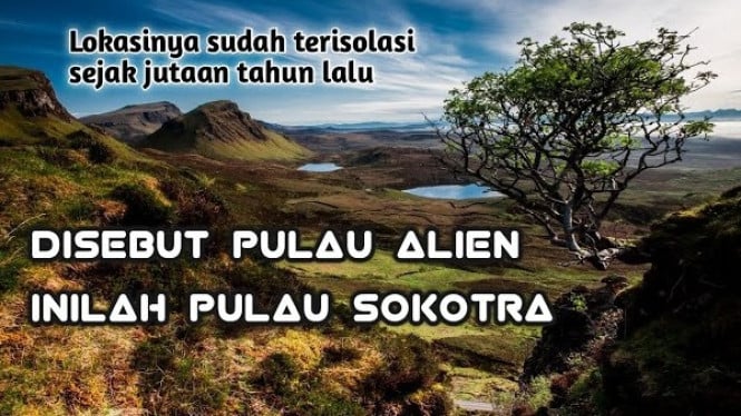 7 Tanaman Aneh Pulau Socotra