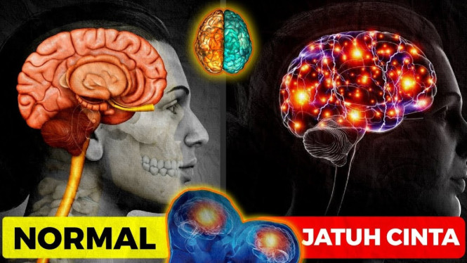Sudut pandang ilmiah tentang cinta