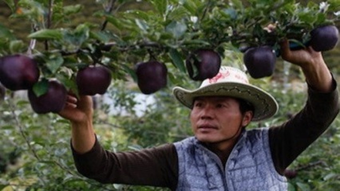 Buah Termahal di Dunia