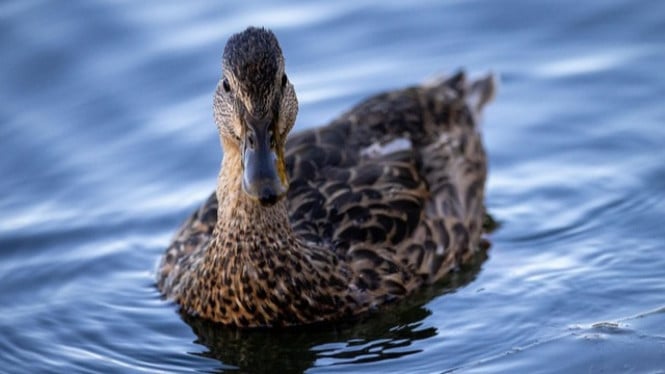 Bebek