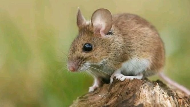 Tikus