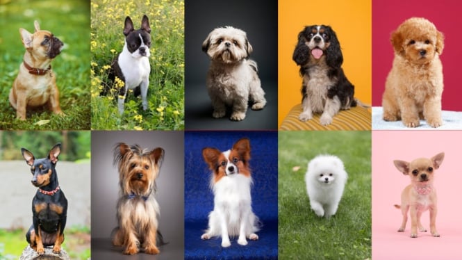 Jenis Ras Anjing Kecil