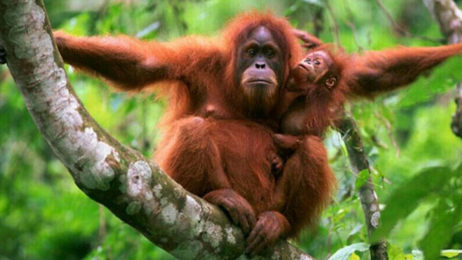 Orangutan Sumatera