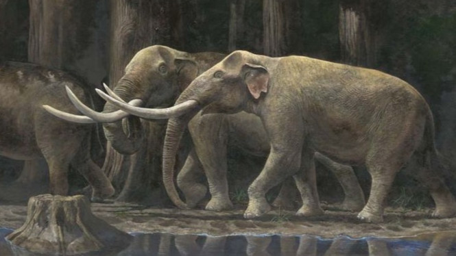 Stegodon