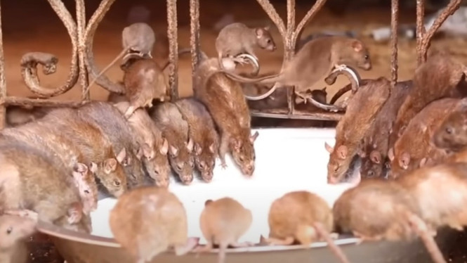 Kuil Penuh Tikus India