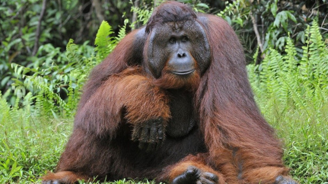 Orangutan