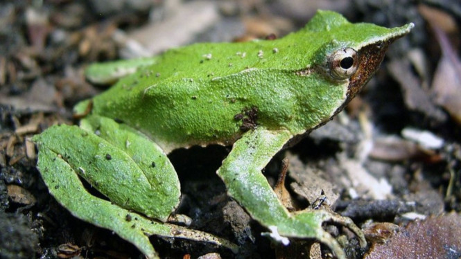 Katak Darwin