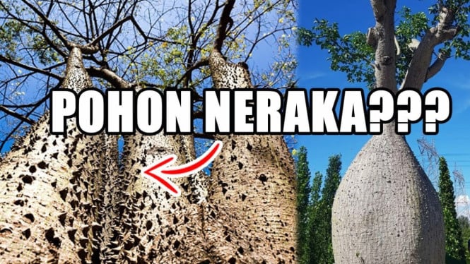 Deretan Pohon Unik