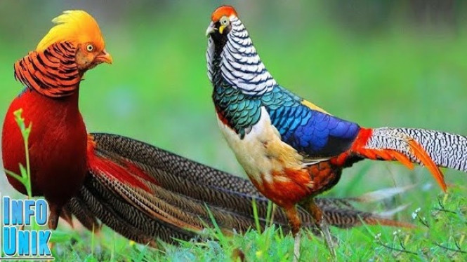 Ayam Hias Termahal dan Tercantik