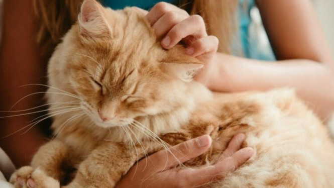 Kucing