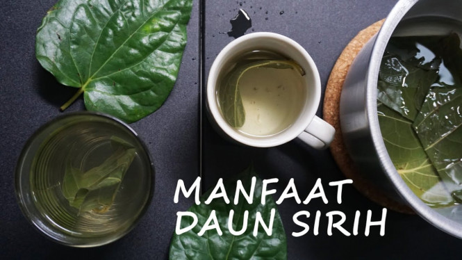 manfaat daun sirih