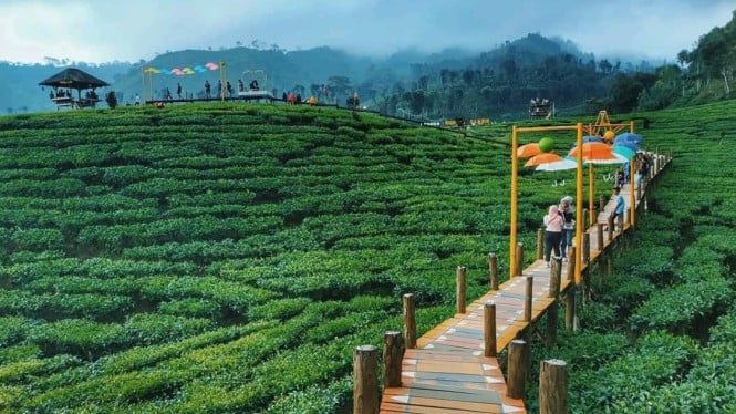 Kebun Teh