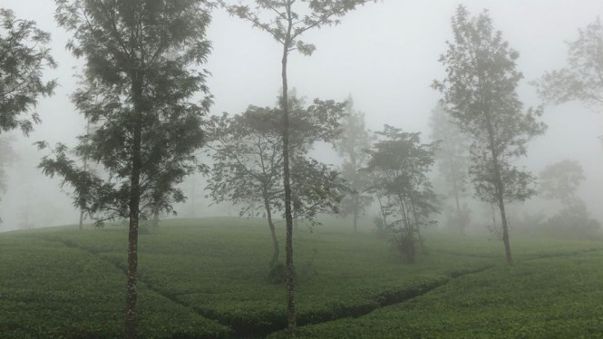 Cerita Angker Kebun Teh Gede