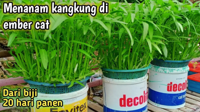 Kangkung Hidroponik