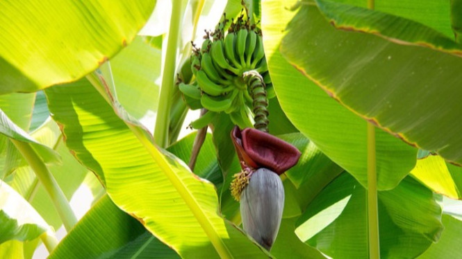 Pohon Pisang