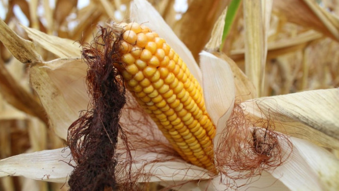 Manfaat Rambut Jagung