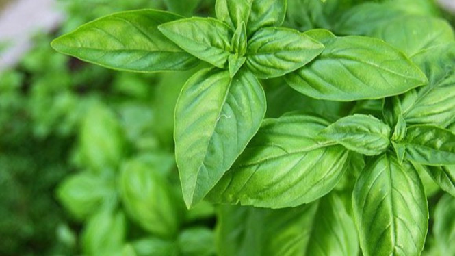 Daun Kemangi