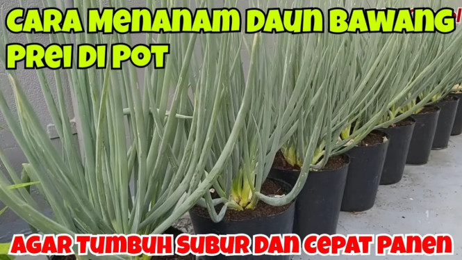 Cara Menanam Daun Bawang