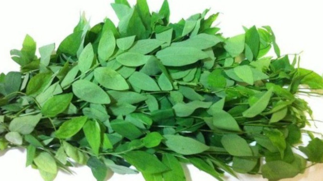 Daun Katuk