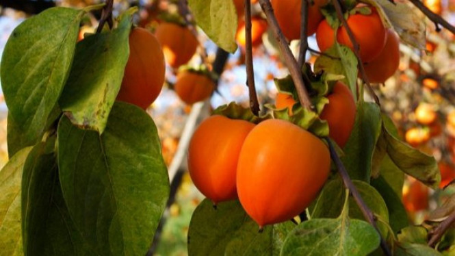 Buah Kesemek