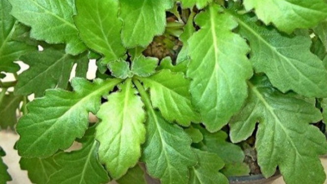Manfaat Daun Beluntas