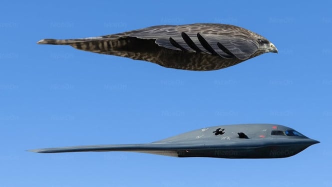 Pesawat Bomber