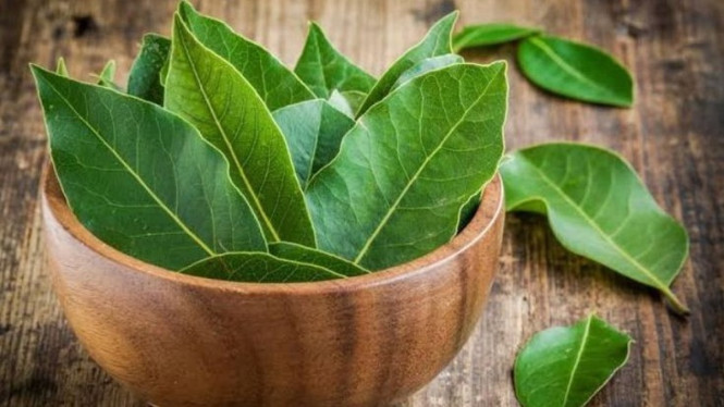 Daun Salam