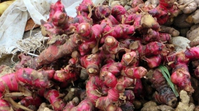 Manfaat Jahe Merah