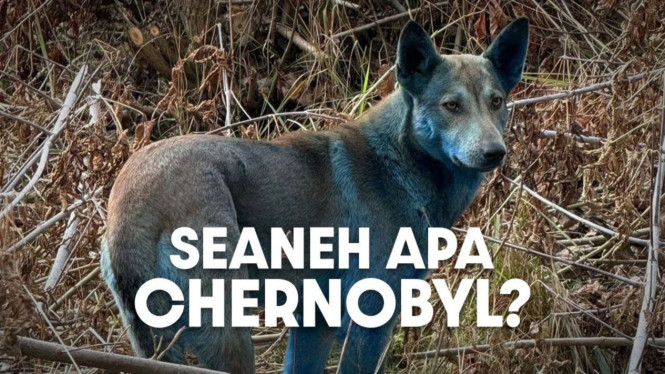 Hewan Chernobyl